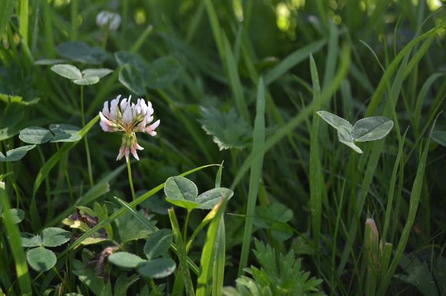 Long grass